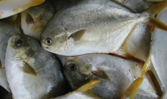 海南口岸帮促金鲳鱼出口迅速增长