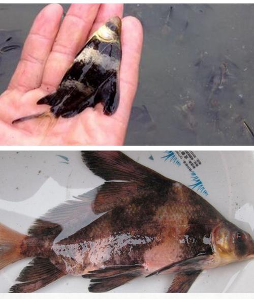  新闻中心 汕尾市胭脂鱼苗基地分析胭脂鱼形态特征鱼种培育:鱼种